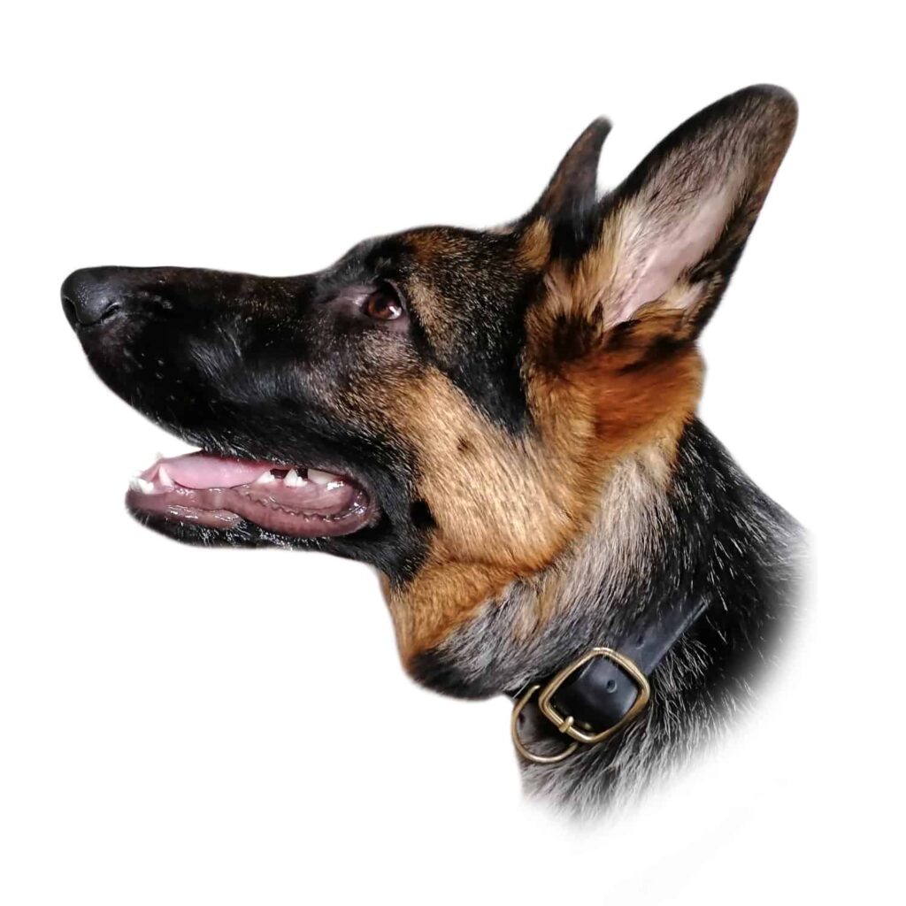 Ein Schäferhund schaut nach links und trägt ein schwarzes Lederhalsband mit goldener Messingschließe von Hepco.